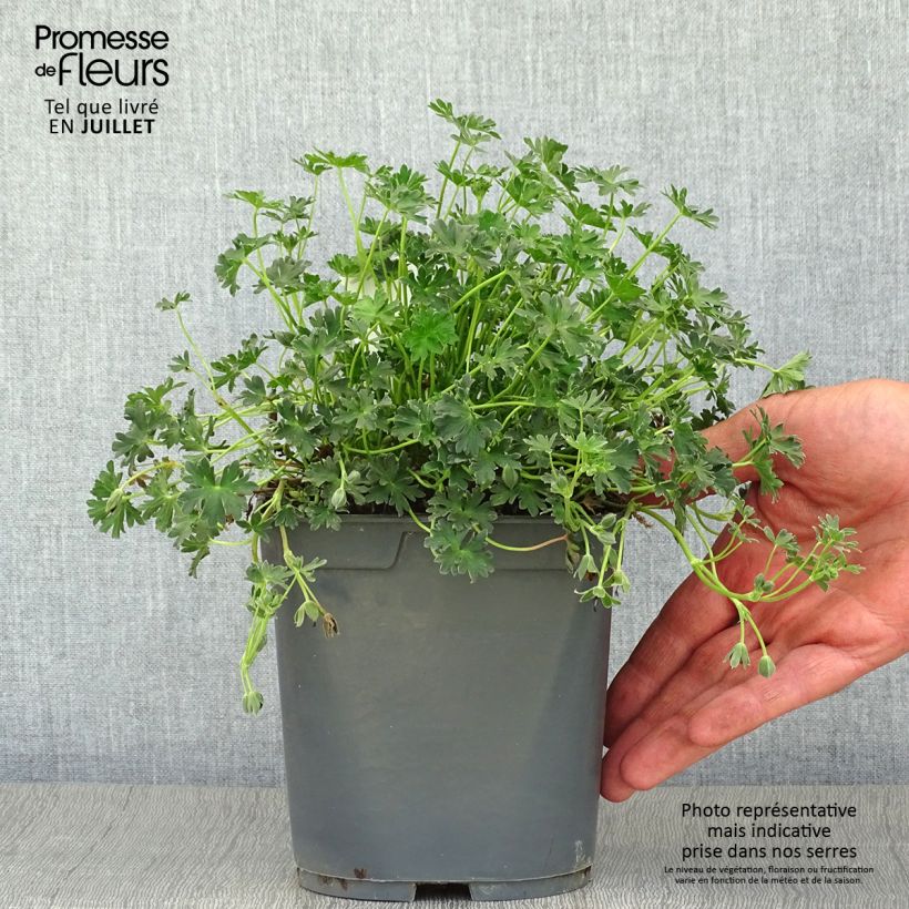 Esemplare di Geranium cinereum Ballerina Vaso da 2L/3L consegnato in estate