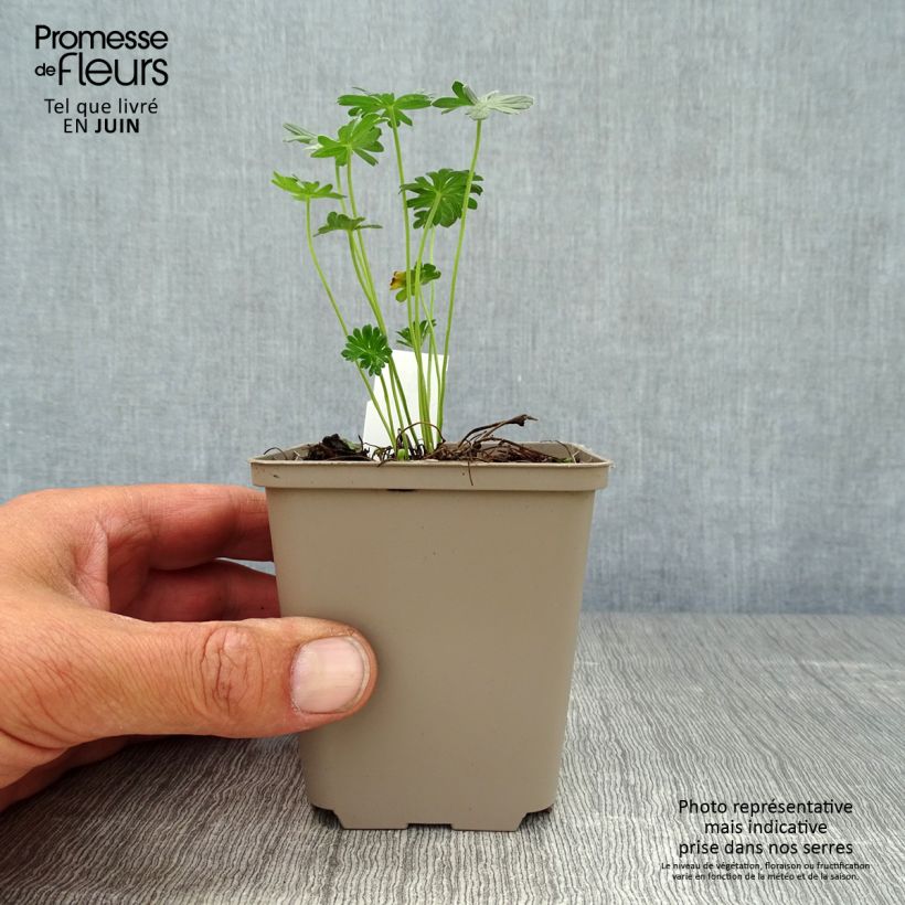 Esemplare di Geranium cinereum Jolly Jewel Night Vasetto da 8/9 cm consegnato in estate