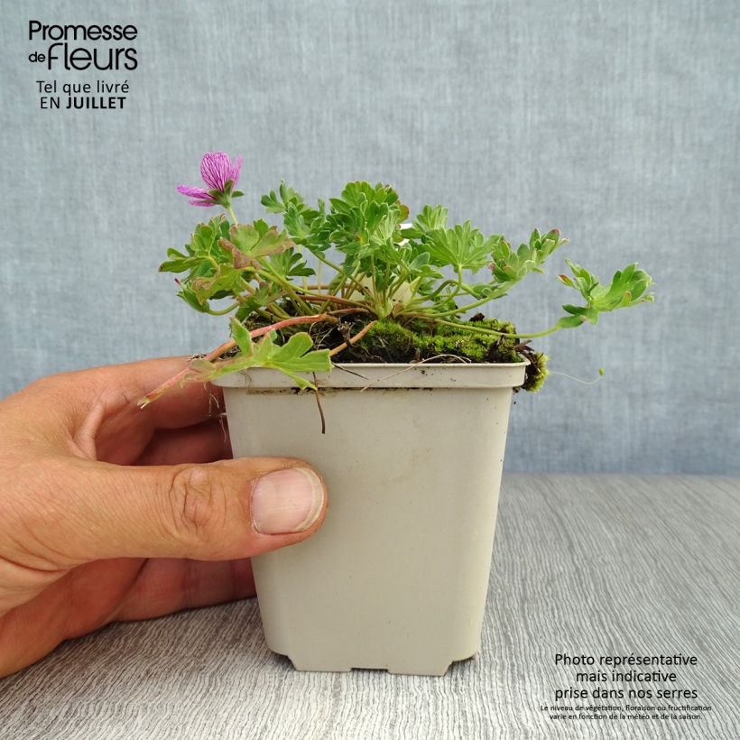 Esemplare di Geranium cinereum Laurence Flatman Vasetto da 8/9 cm consegnato in estate