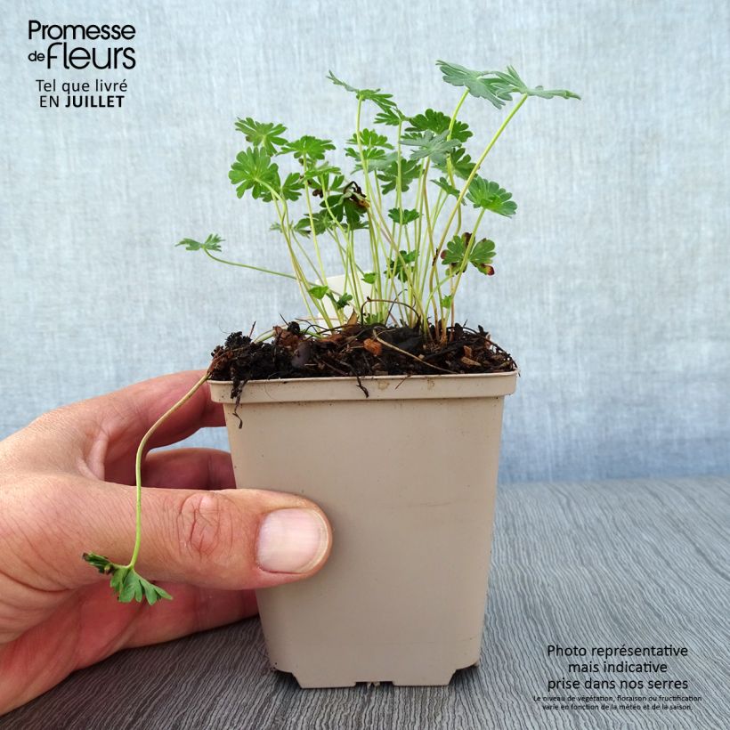 Esemplare di Geranium cinereum v. subcaulescens Giuseppii Vasetto da 8/9 cm consegnato in estate