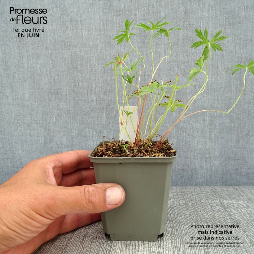Esemplare di Geranium clarkei Kashmir White Vasetto da 8/9 cm consegnato in estate