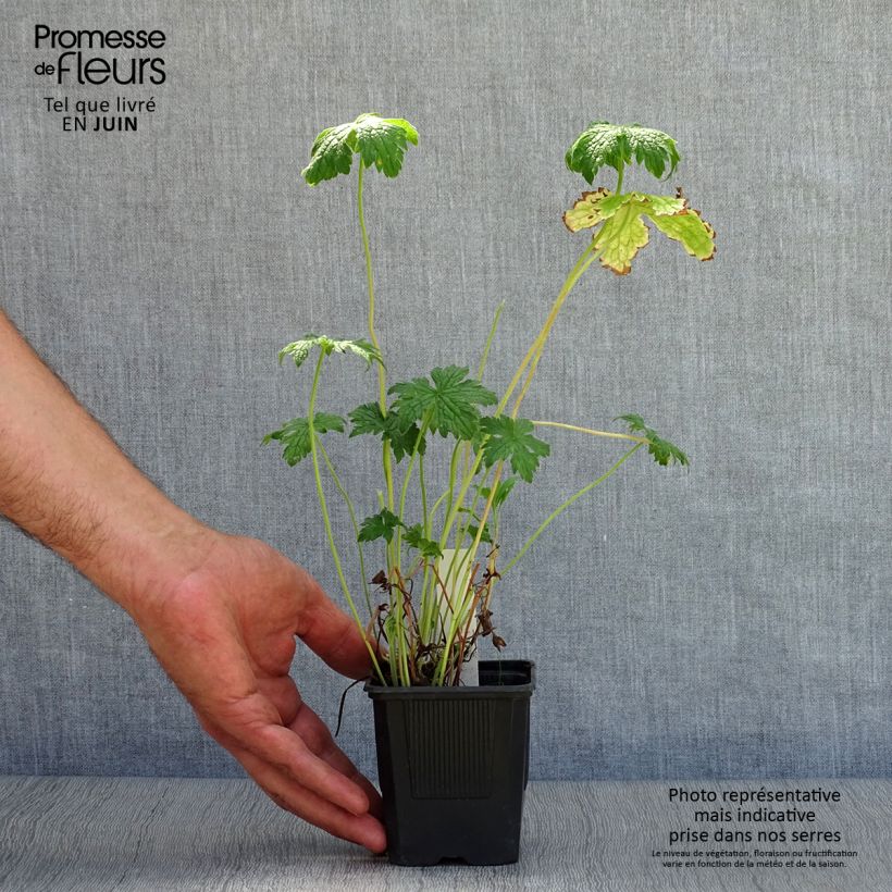 Esemplare di Geranium endressii Vasetto da 8/9 cm consegnato in estate