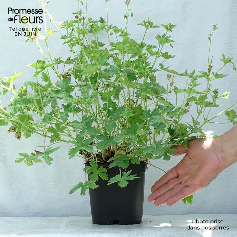 Esemplare di Geranium endressii Vaso da 2L/3L consegnato in estate