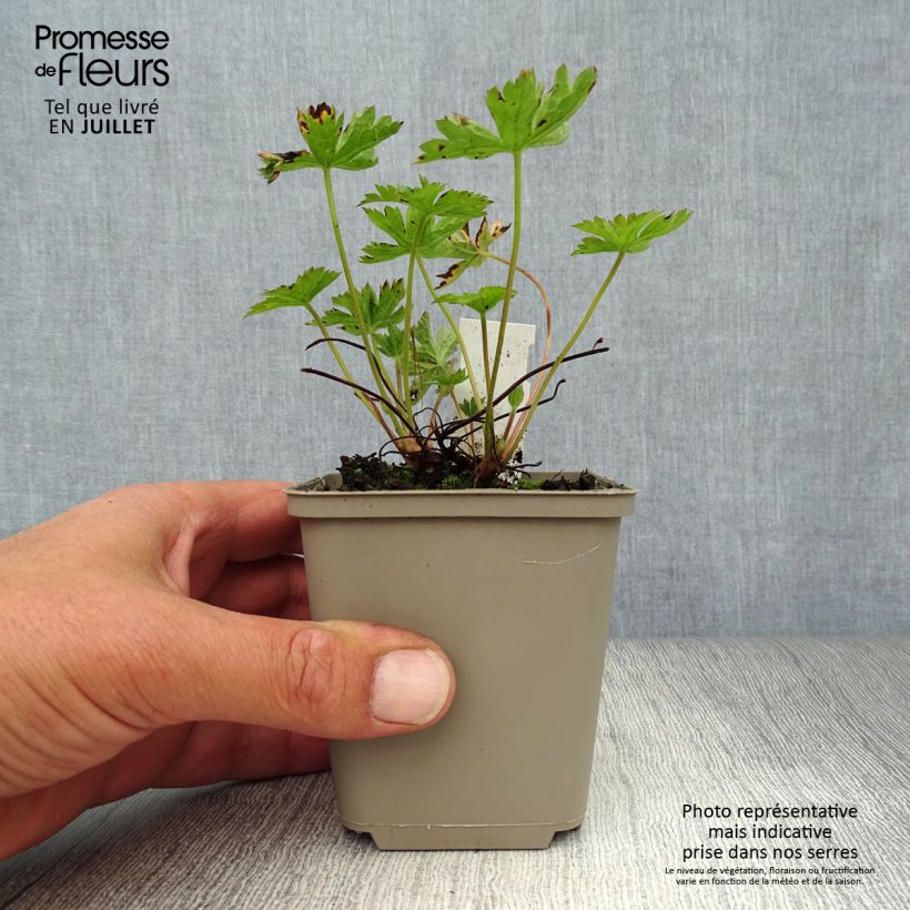 Esemplare di Geranium endressii Wargrave Pink Vasetto da 8/9 cm consegnato in estate