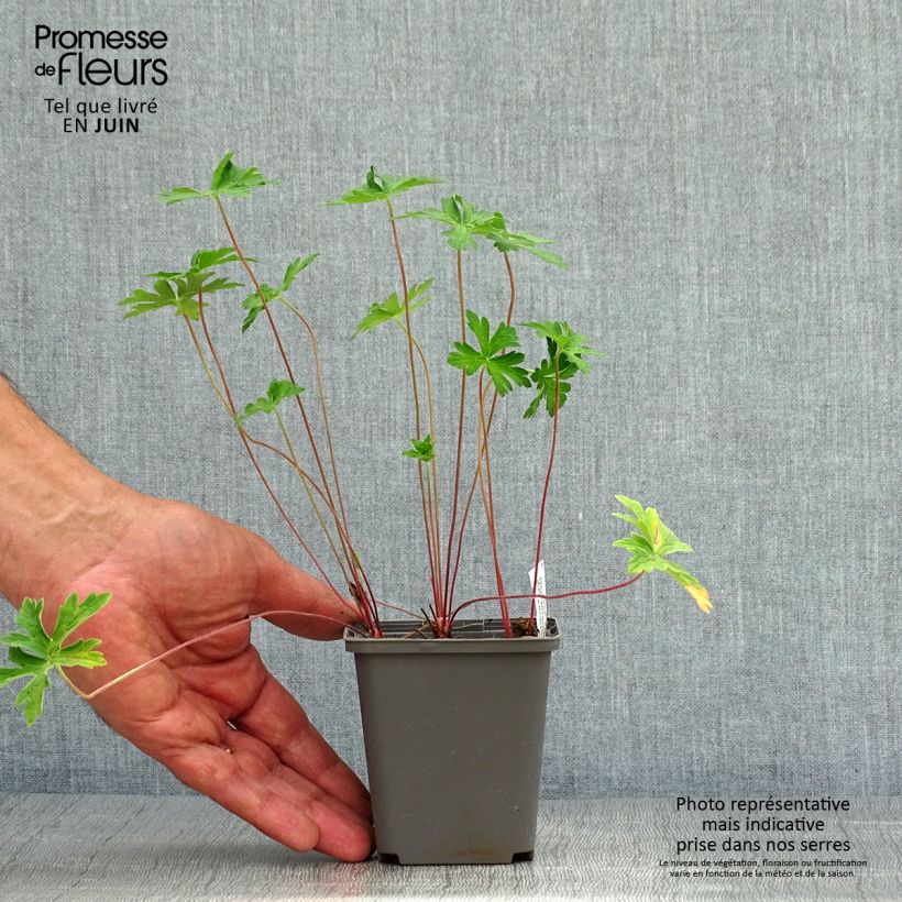 Esemplare di Geranium himalayense Derrick Cook Vasetto da 8/9 cm consegnato in estate