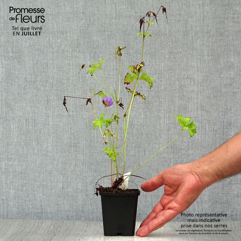 Esemplare di Geranium himalayense Vasetto da 8/9 cm consegnato in estate