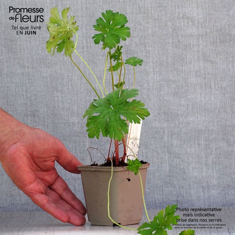 Esemplare di Geranium himalayense Gravetye Vasetto da 8/9 cm consegnato in estate