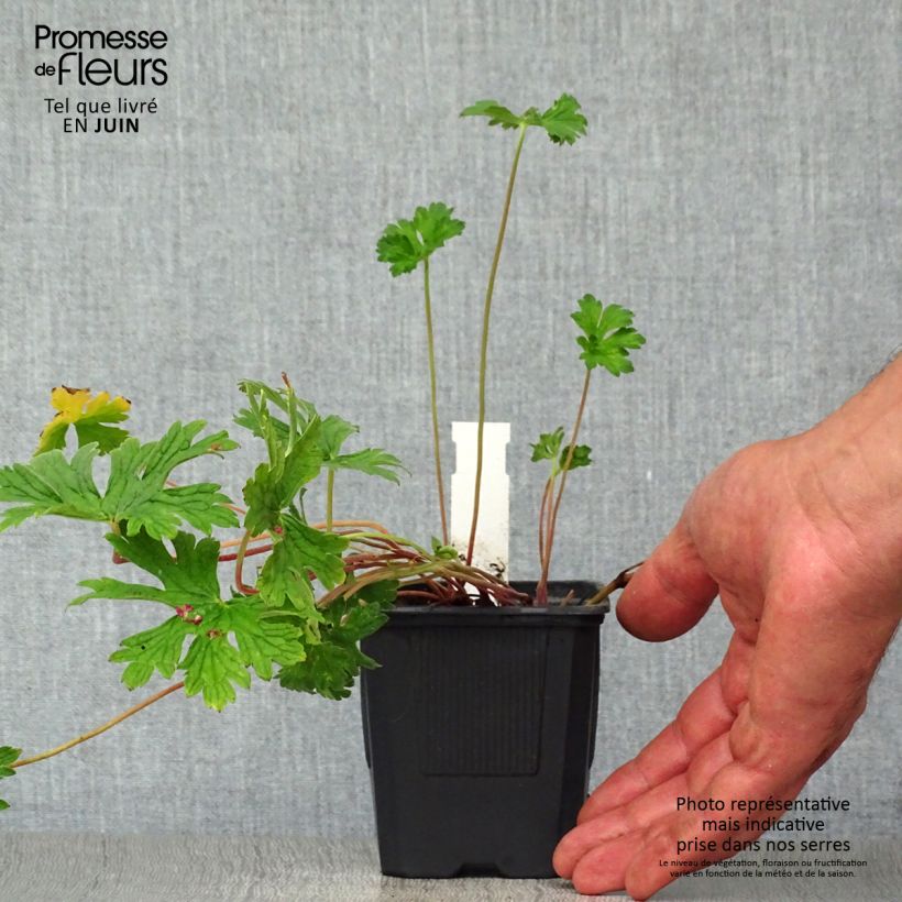 Esemplare di Geranium himalayense Plenum Vasetto da 8/9 cm consegnato in estate