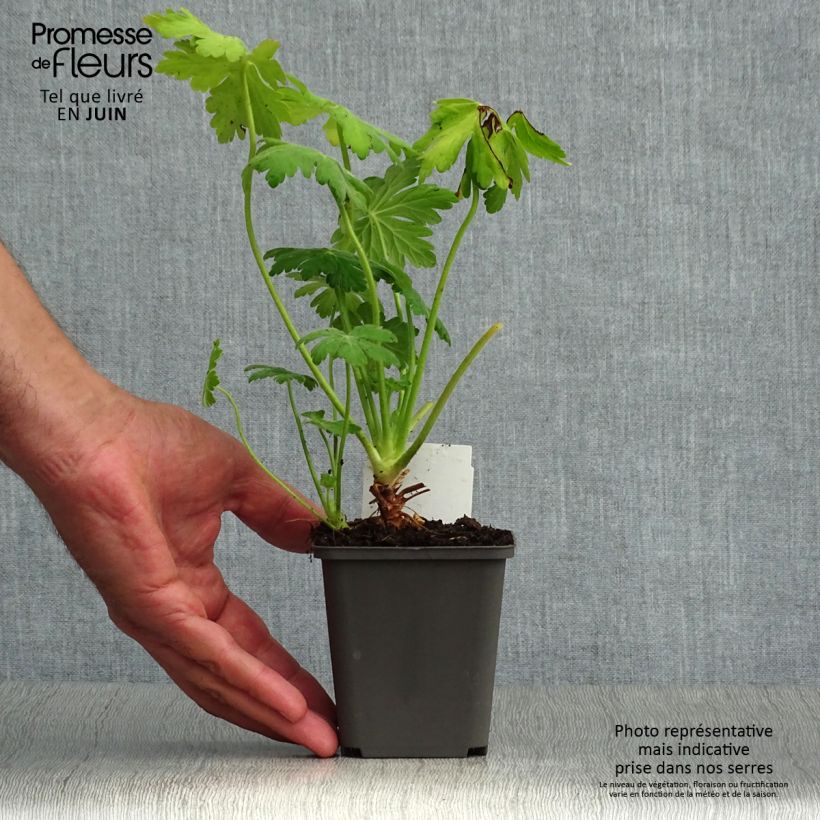 Esemplare di Geranium macrorrhizum Bevan's Variety Vasetto da 8/9 cm consegnato in estate