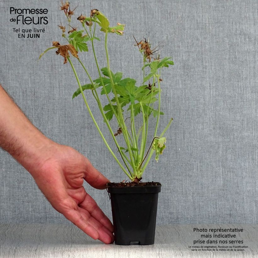 Esemplare di Geranium macrorrhizum Czakor Vasetto da 8/9 cm consegnato in estate