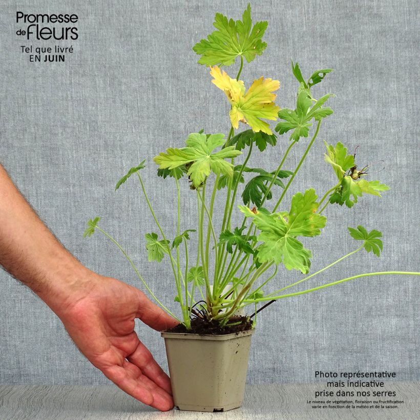 Esemplare di Geranium macrorrhizum Vasetto da 8/9 cm consegnato in estate