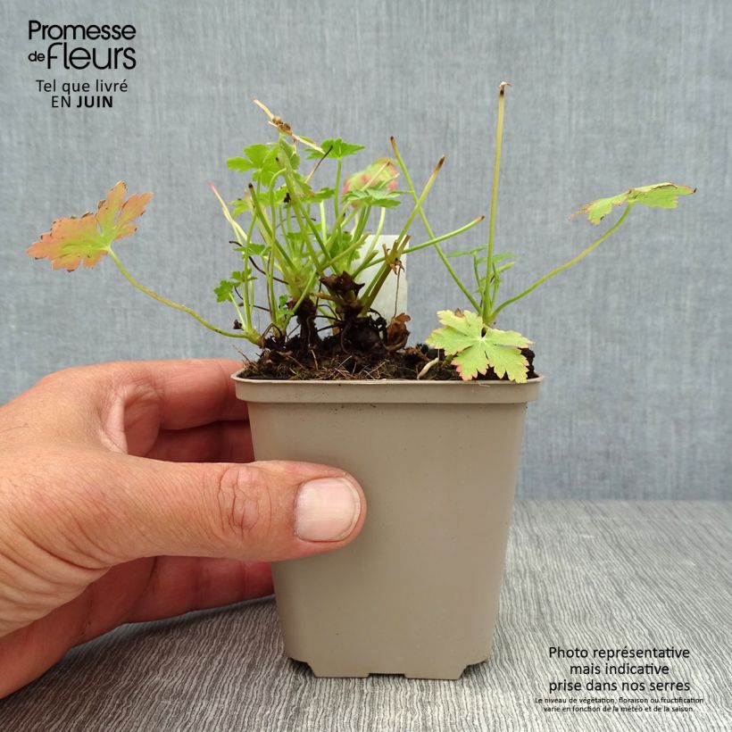 Esemplare di Geranium macrorrhizum Olympos Vasetto da 8/9 cm consegnato in estate