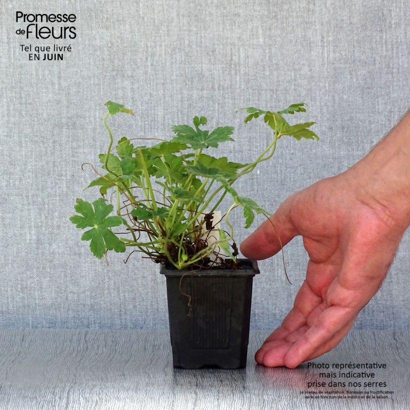 Esemplare di Geranium macrorrhizum Spessart Vasetto da 8/9 cm consegnato in estate