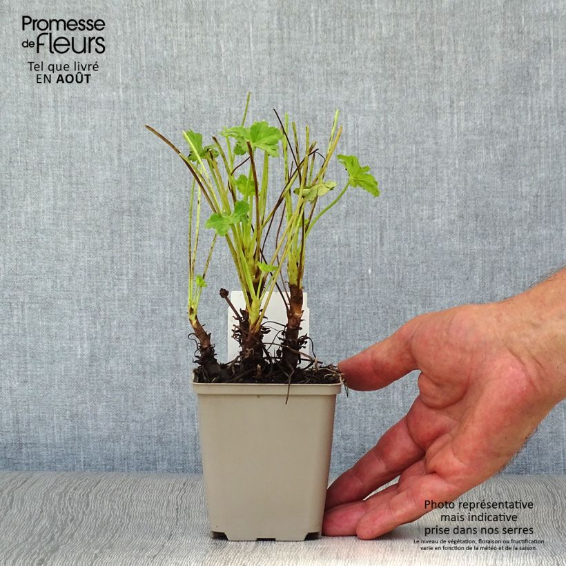 Esemplare di Geranium macrorrhizum White Ness Vasetto da 8/9 cm consegnato in estate