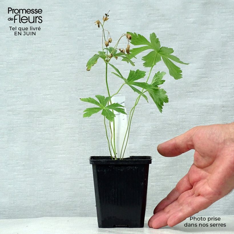Esemplare di Geranium maculatum Chatto Vasetto da 8/9 cm consegnato in estate