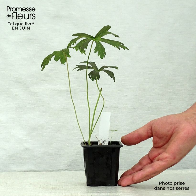 Esemplare di Geranium maculatum Espresso Vasetto da 8/9 cm consegnato in estate