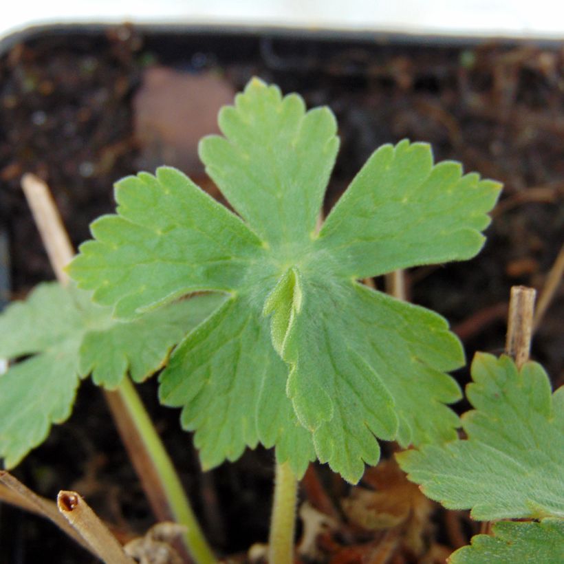 Geranium monacense var. anglicum (Fogliame)