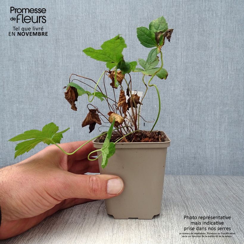 Esemplare di Geranium nodosum Clos du Coudray - Geranio nodoso Vasetto da 8/9 cm come consegnato in autunno