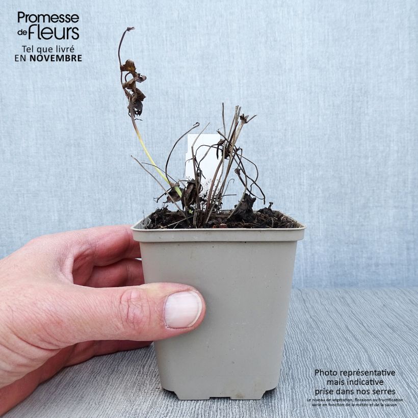 Esemplare di Geranium nodosum Silverwood - Geranio nodoso Vasetto da 8/9 cm come consegnato in autunno