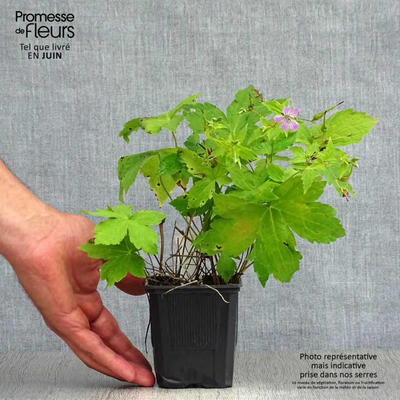 Esemplare di Geranium nodosum - Geranio nodoso Vasetto da 8/9 cm consegnato in estate