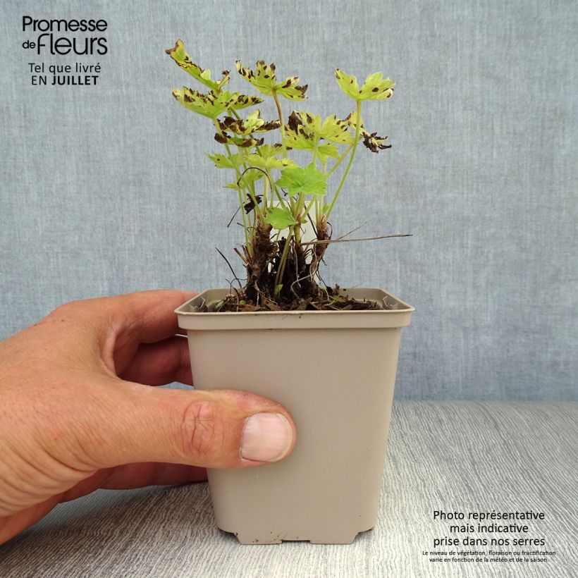 Esemplare di Geranium oxonianum Claridge Druce Vasetto da 8/9 cm consegnato in estate