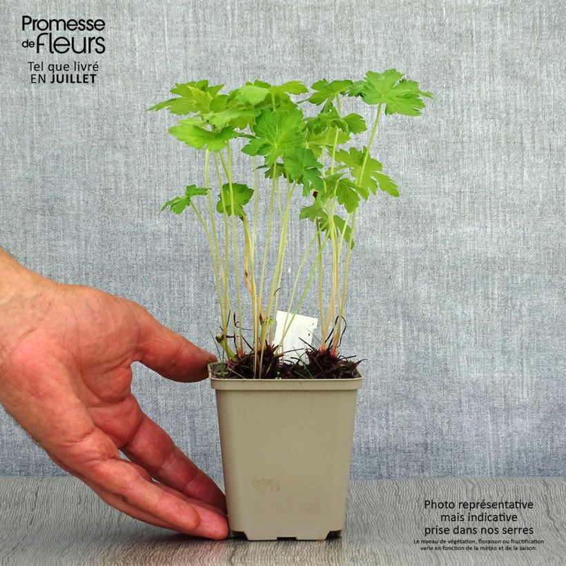 Esemplare di Geranium oxonianum Hollywood Vasetto da 8/9 cm consegnato in estate