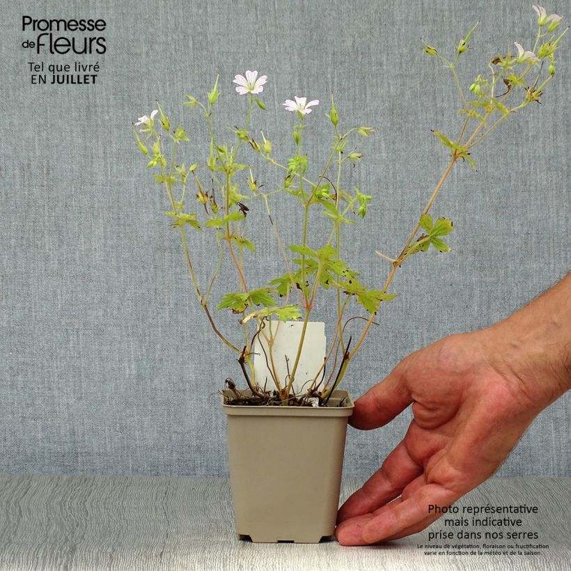 Esemplare di Geranium oxonianum Katherine Adele Vasetto da 8/9 cm consegnato in estate