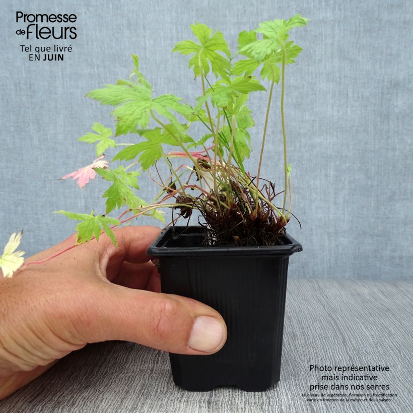 Esemplare di Geranium oxonianum Rosenlicht Vasetto da 8/9 cm consegnato in estate