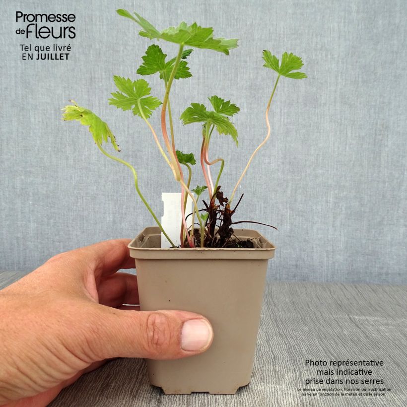 Esemplare di Geranium oxonianum Sherwood Vasetto da 8/9 cm consegnato in estate