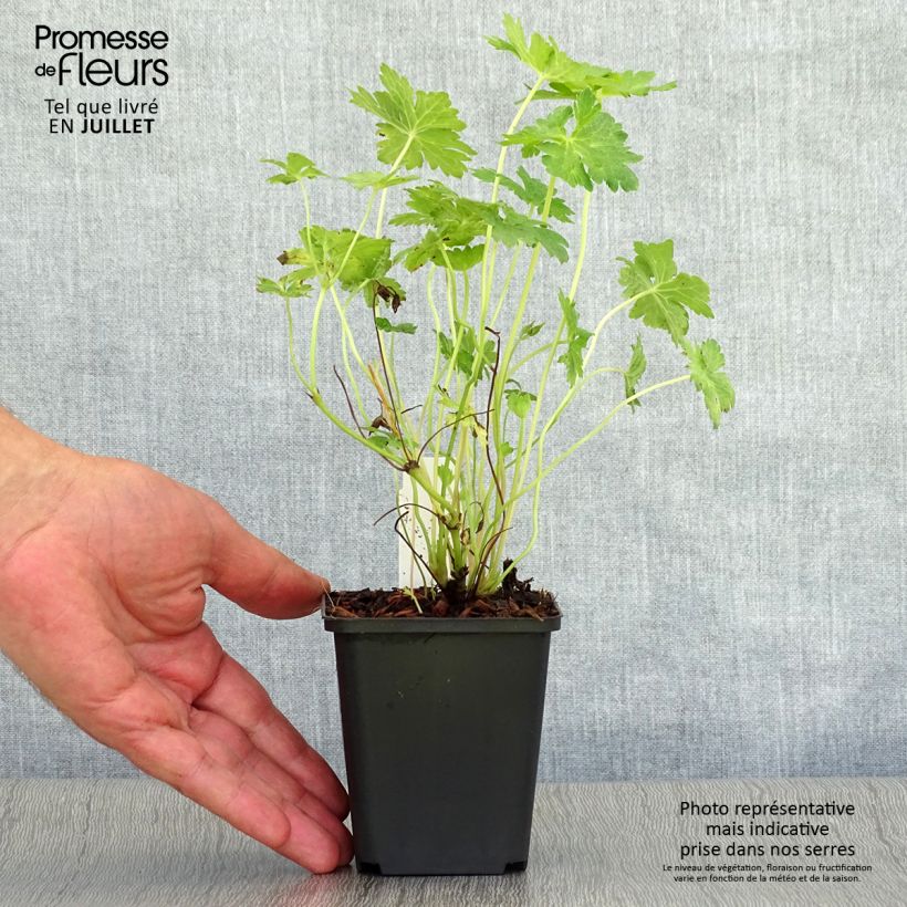 Esemplare di Geranium oxonianum f. thurstonianum Southcombe Double Vasetto da 8/9 cm consegnato in estate