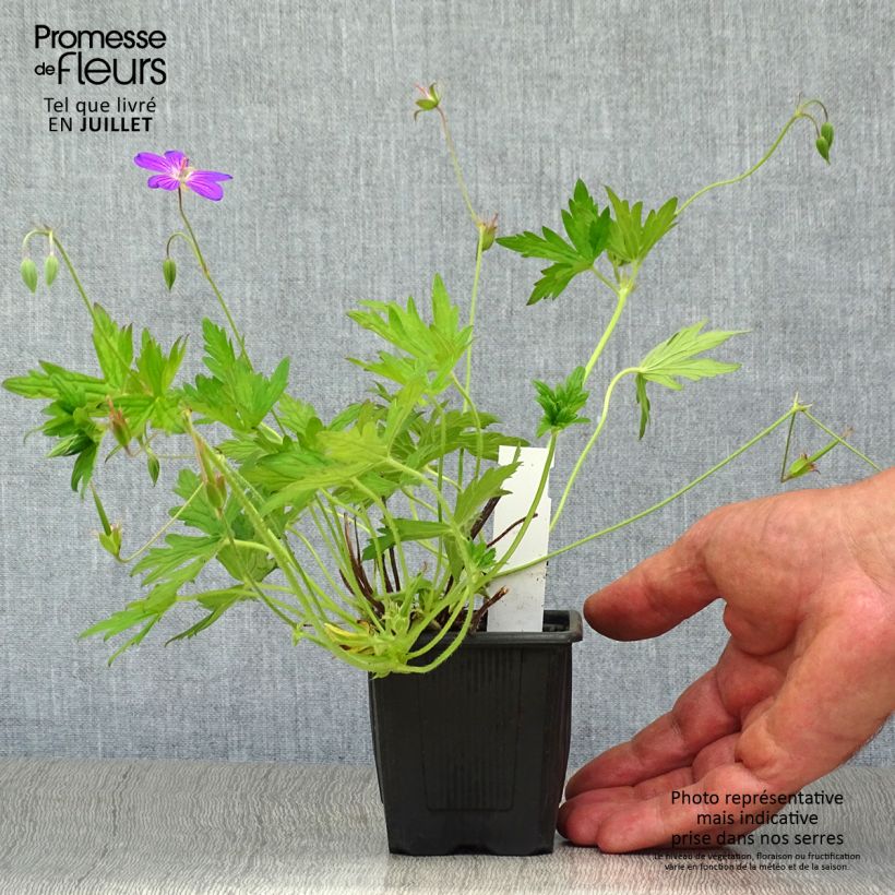 Esemplare di Geranium palustre - Geranio palustre Vasetto da 8/9 cm consegnato in estate