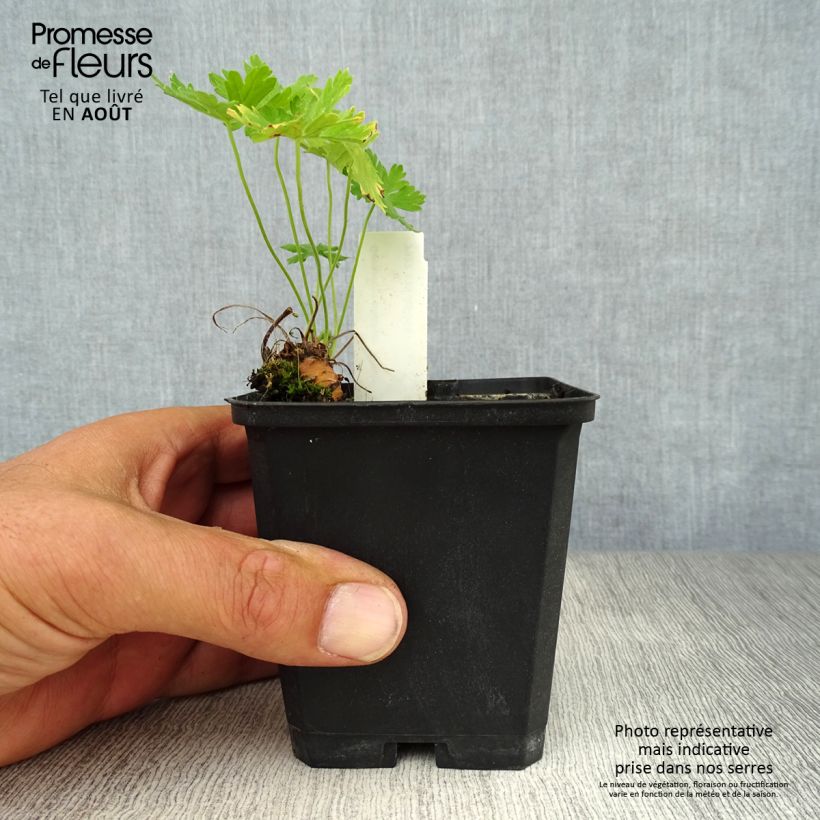Esemplare di Geranium phaeum Album - Geranio stellato Vasetto da 8/9 cm consegnato in estate