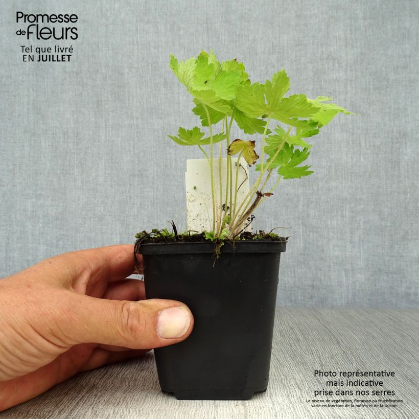 Esemplare di Geranium phaeum - Geranio stellato Vasetto da 8/9 cm consegnato in estate