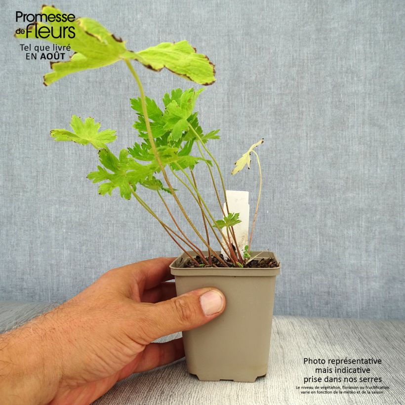 Esemplare di Geranium phaeum Lily Lovell - Geranio stellato Vasetto da 8/9 cm consegnato in estate
