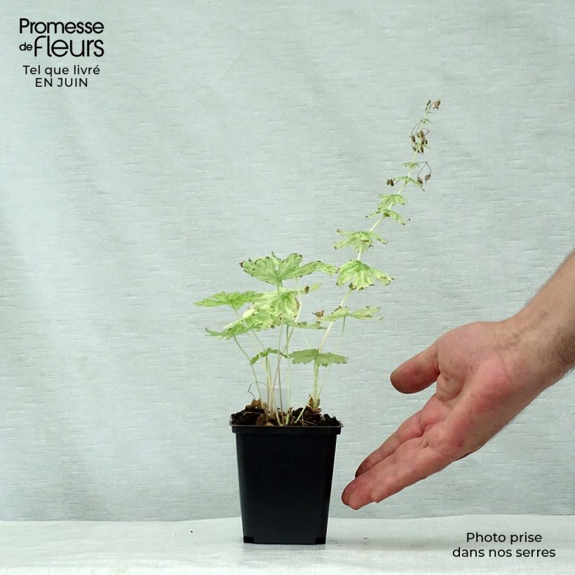 Esemplare di Geranium phaeum Margaret Wilson - Geranio stellato Vasetto da 8/9 cm consegnato in estate