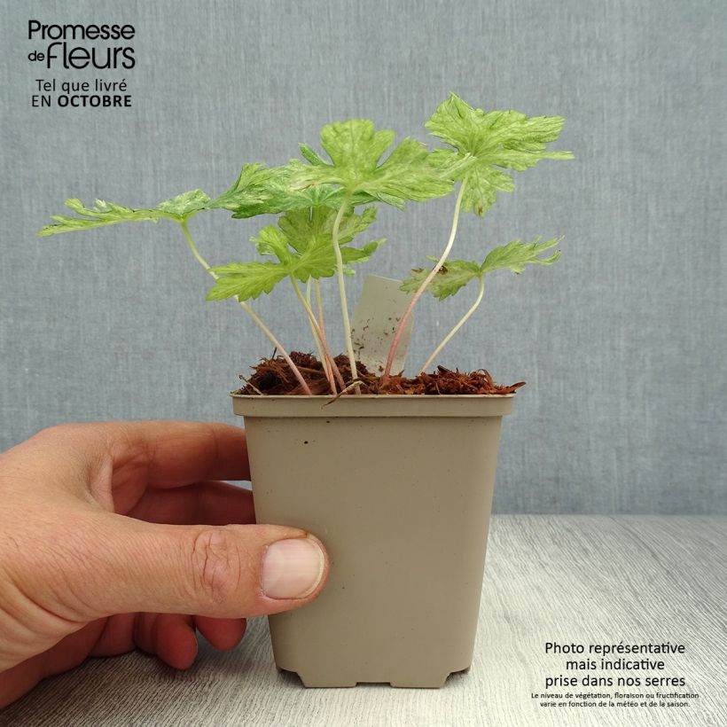Esemplare di Geranium phaeum Margaret Wilson - Geranio stellato Vasetto da 8/9 cm come consegnato in autunno
