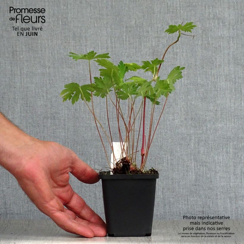 Esemplare di Geranium phaeum Mourning Widow - Geranio stellato Vasetto da 8/9 cm consegnato in estate
