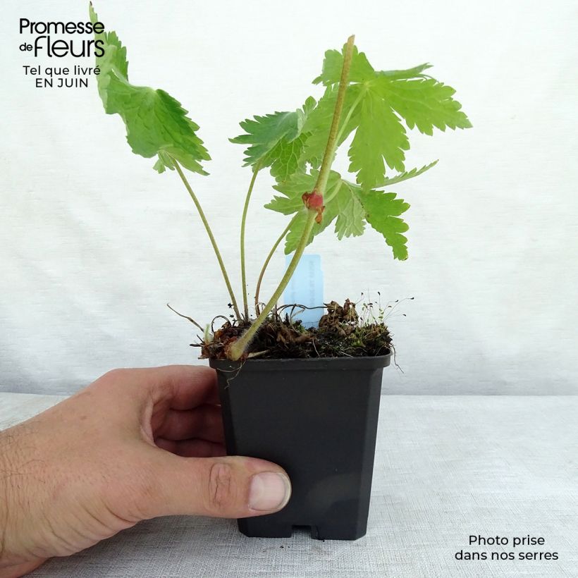 Esemplare di Geranium phaeum Raven - Geranio stellato Vasetto da 8/9 cm consegnato in estate