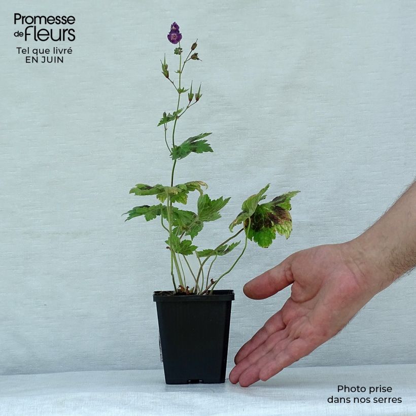 Esemplare di Geranium phaeum Samobor - Geranio stellato Vasetto da 8/9 cm consegnato in estate