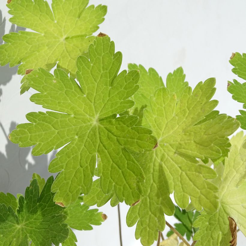 Geranium phaeum var. lividum - Geranio stellato (Fogliame)