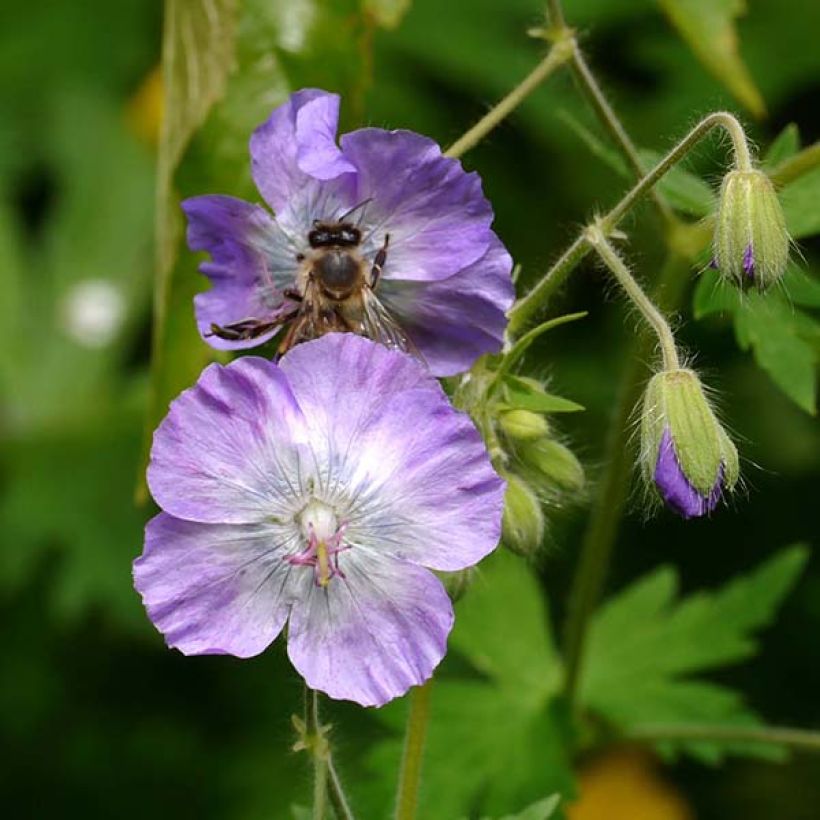 Geranium phaeum var. lividum - Geranio stellato (Fioritura)
