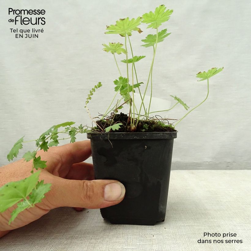 Esemplare di Geranium phaeum var. lividum - Geranio stellato Vasetto da 8/9 cm consegnato in estate