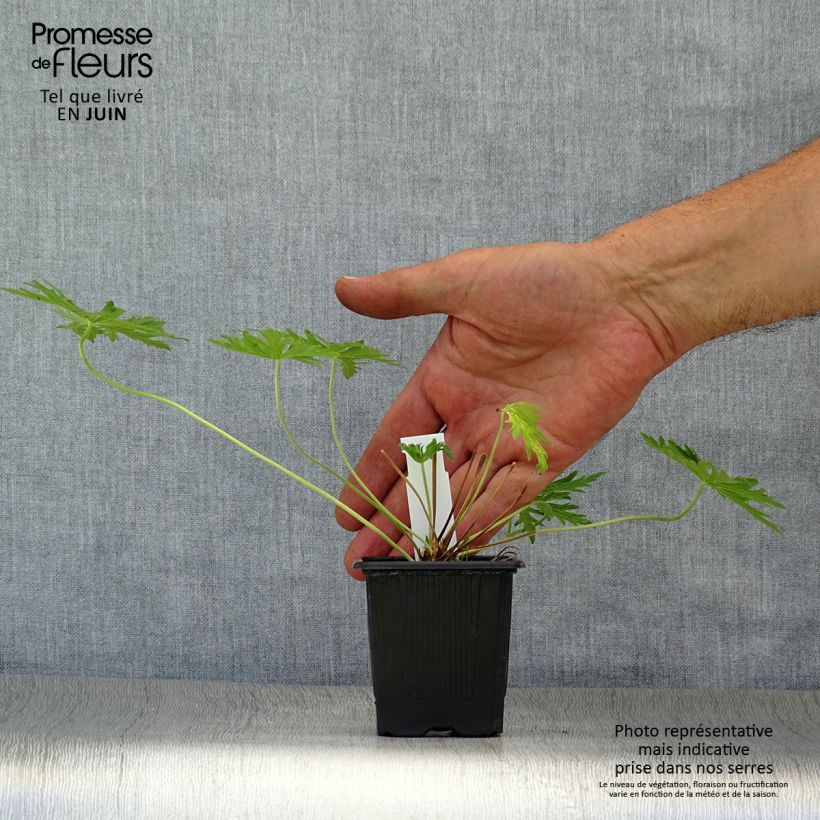 Esemplare di Geranium pratense Laura - Geranio dei prati Vasetto da 8/9 cm consegnato in estate