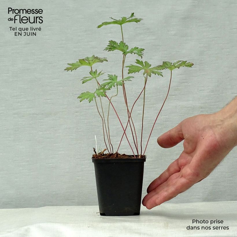 Esemplare di Geranium pratense Marshmallow - Geranio dei prati Vasetto da 8/9 cm consegnato in estate