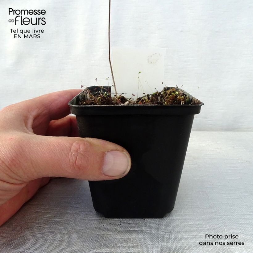 Geranium psilostemon Bressingham Flair Vasetto da 8/9 cm esemplare consegnato in primavera