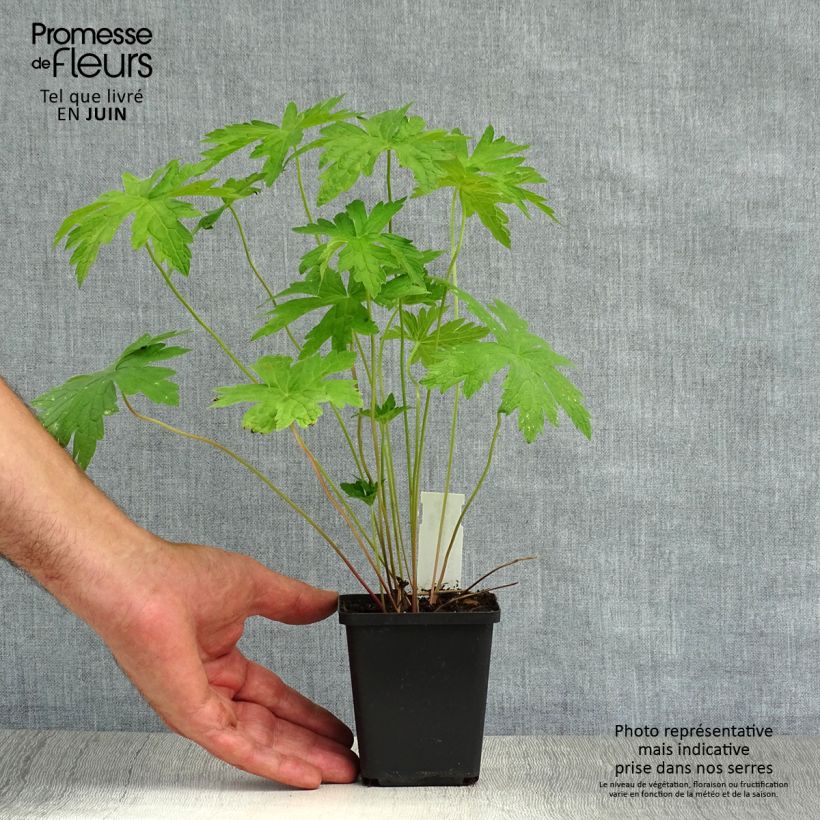 Esemplare di Geranium psilostemon Vasetto da 8/9 cm consegnato in estate