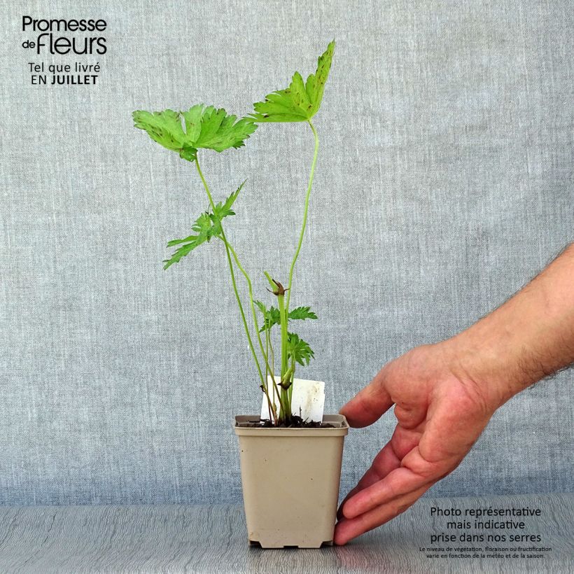 Esemplare di Geranium psilostemon JS Ma Tu Vu Vasetto da 8/9 cm consegnato in estate