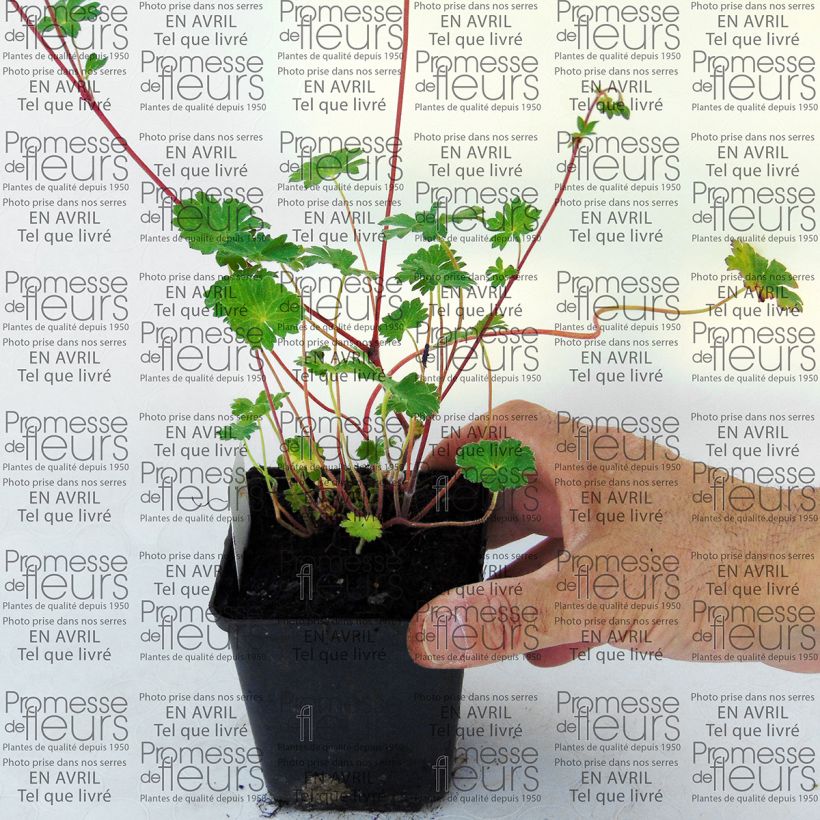 Esempio di esemplare Geranium pyrenaicum Bill Wallis Vasetto da 8/9 cm come consegnato
