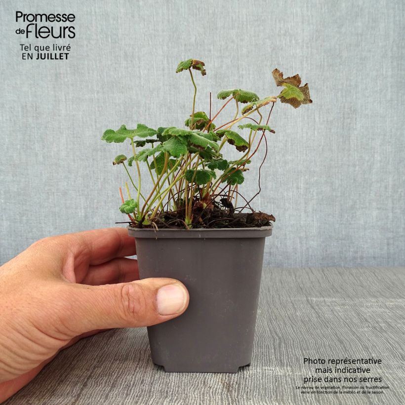Esemplare di Geranium renardii Vasetto da 8/9 cm consegnato in estate