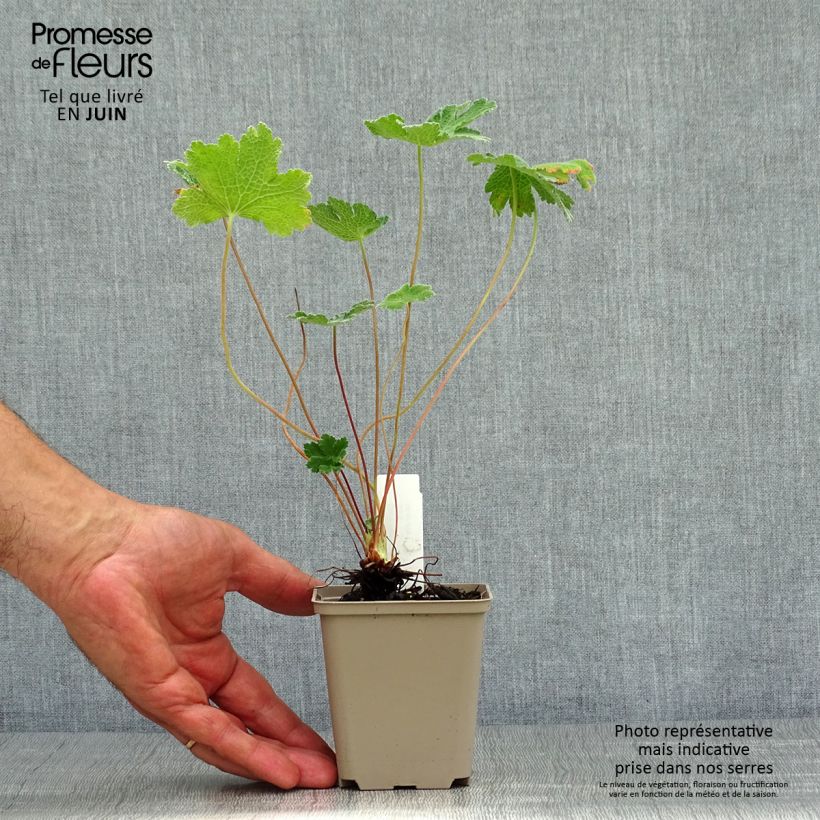 Esemplare di Geranium renardii Tcschelda Vasetto da 8/9 cm consegnato in estate